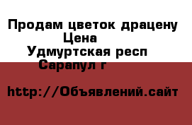 Продам цветок драцену. › Цена ­ 500 - Удмуртская респ., Сарапул г.  »    